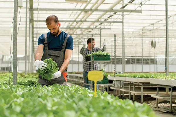 Agriculture Courses in New Zealand